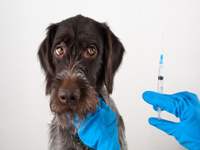 5 FAQS About Pets and Vaccines